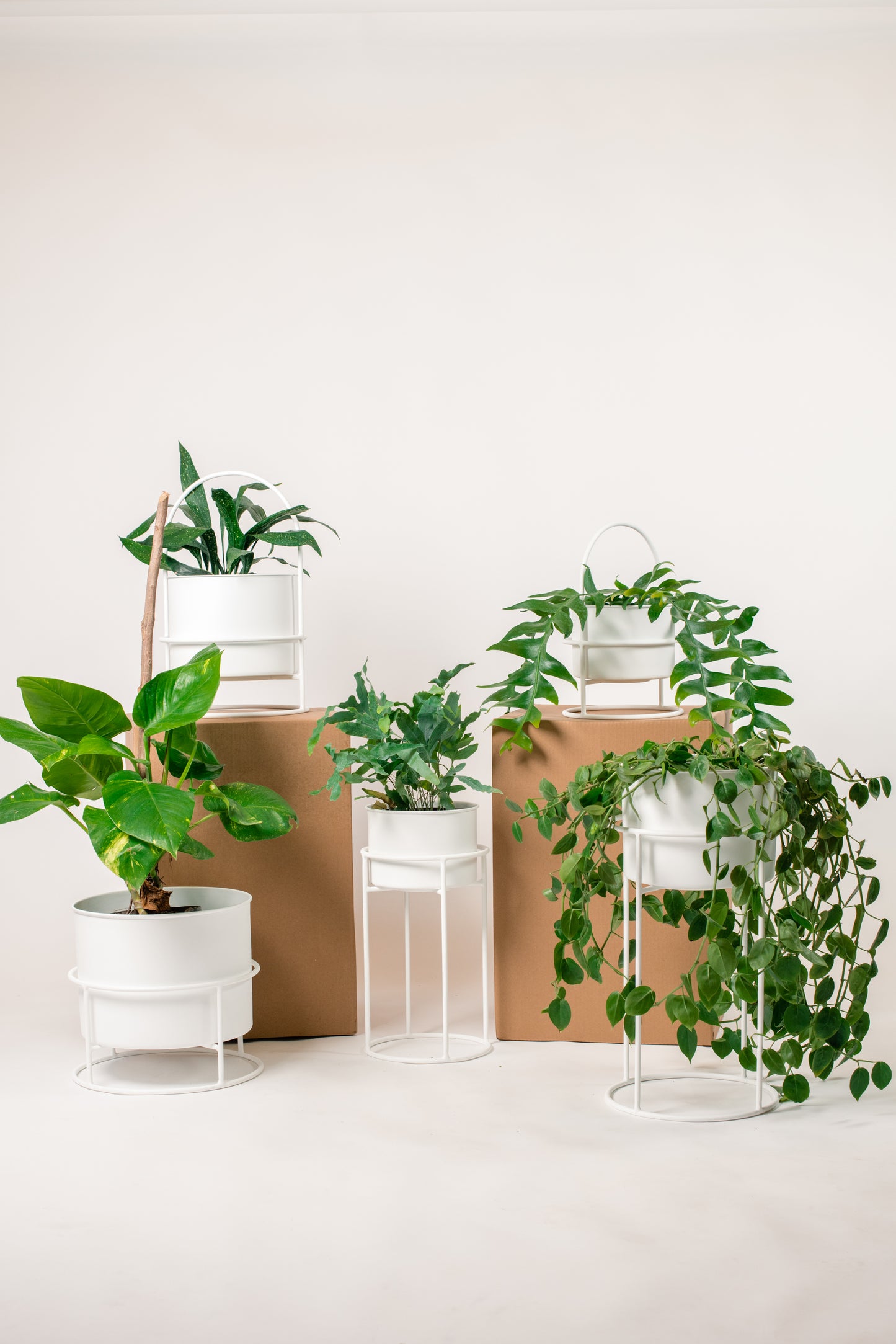 Macetero Alfredo chico